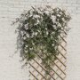 Nature klimrek FSC hout met klimplanten